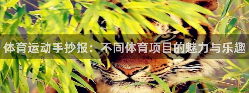 必一运动体育官网入口：体育运动手抄报：不同体育项目的魅力与乐趣